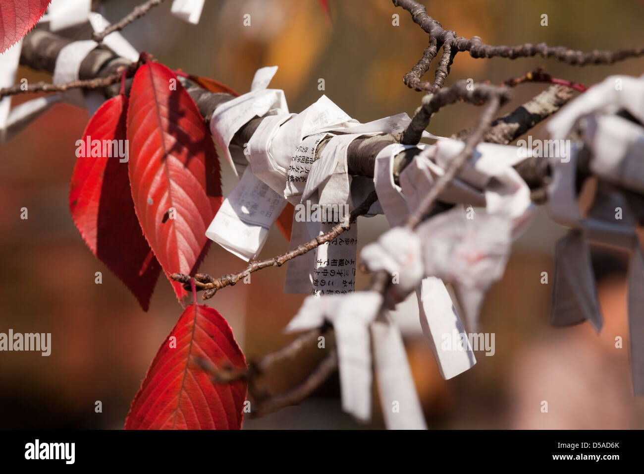 omikuji, paper prayers or wishes wrapped around a red cherry tree in a shrine in Kyoto, Japan, Stock Photo