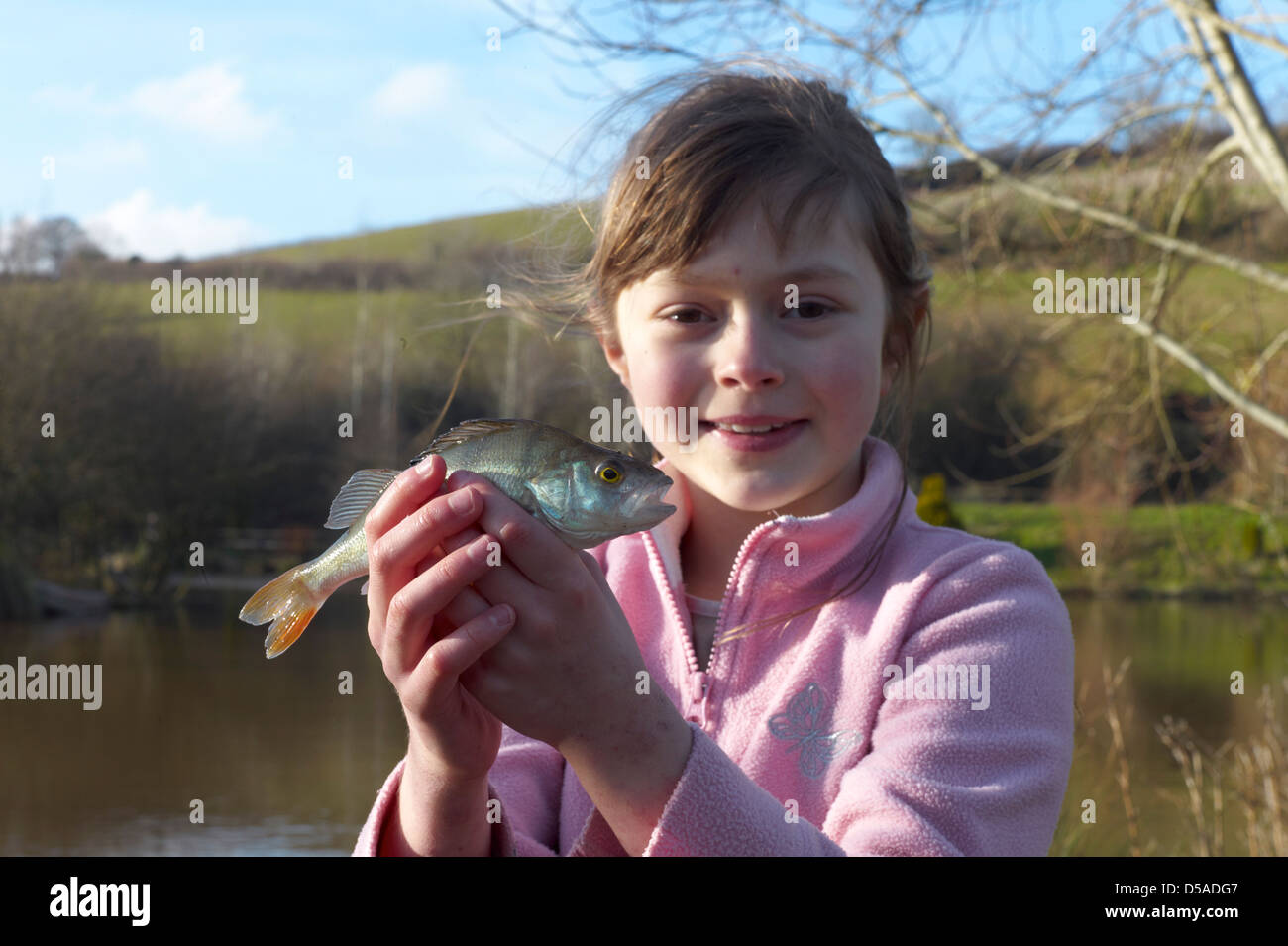 Child fishing on Town Parks lake near Paignton Devon catches a perch Perca fluviatilis Stock Photo