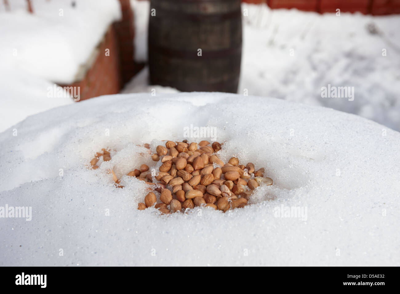 peanuts left out for wild garden birds in heavy snowfall county antrim northern ireland uk Stock Photo