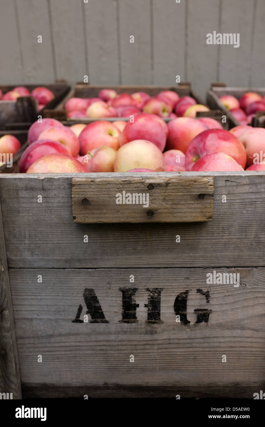 Apple picking is a popular family tradition in Quebec. The Canadian