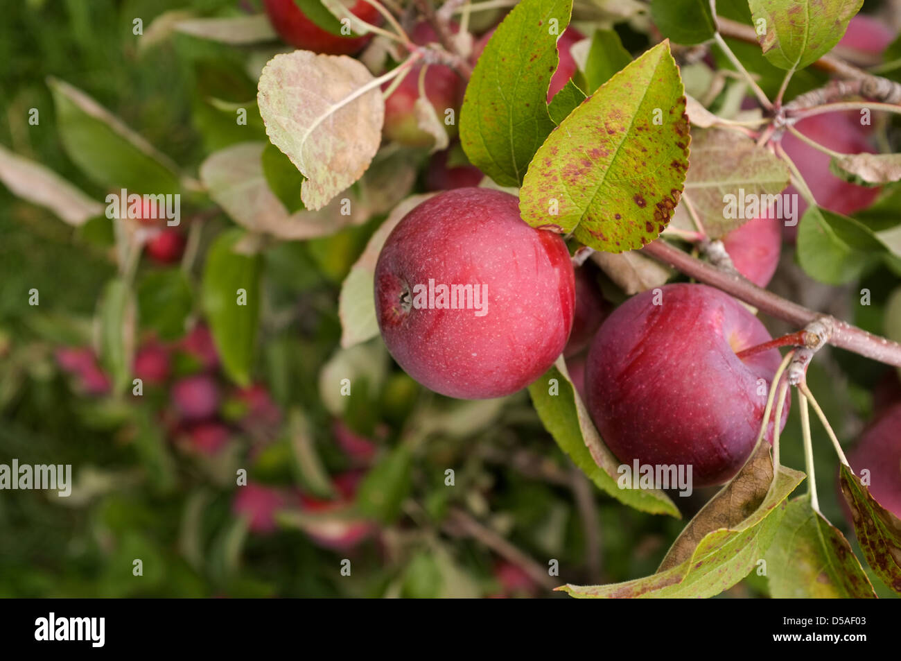 Apple picking is a popular family tradition in Quebec. The Canadian