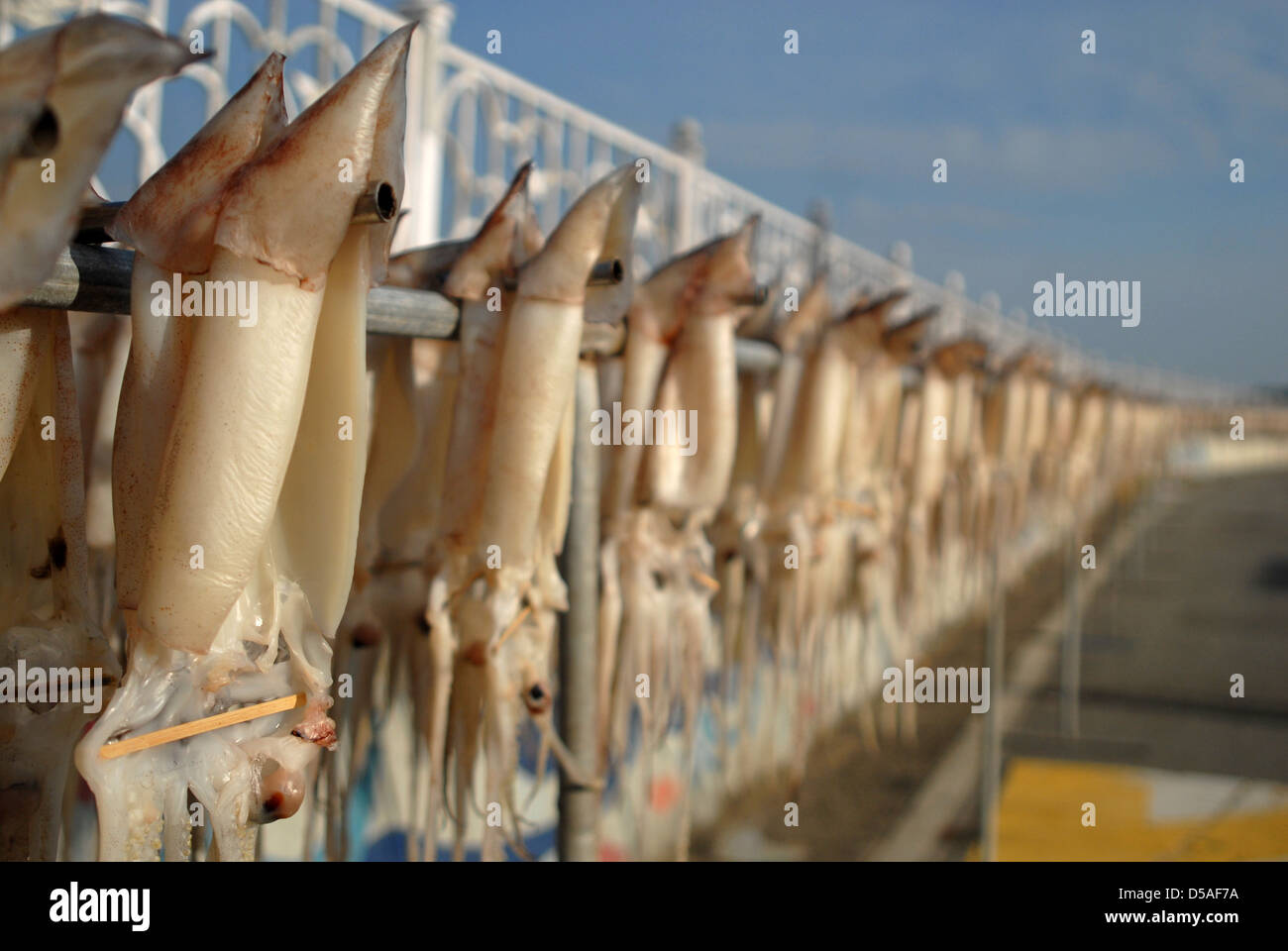 Squid being dried in the sun, Sokcho, South Korea Stock Photo Alamy