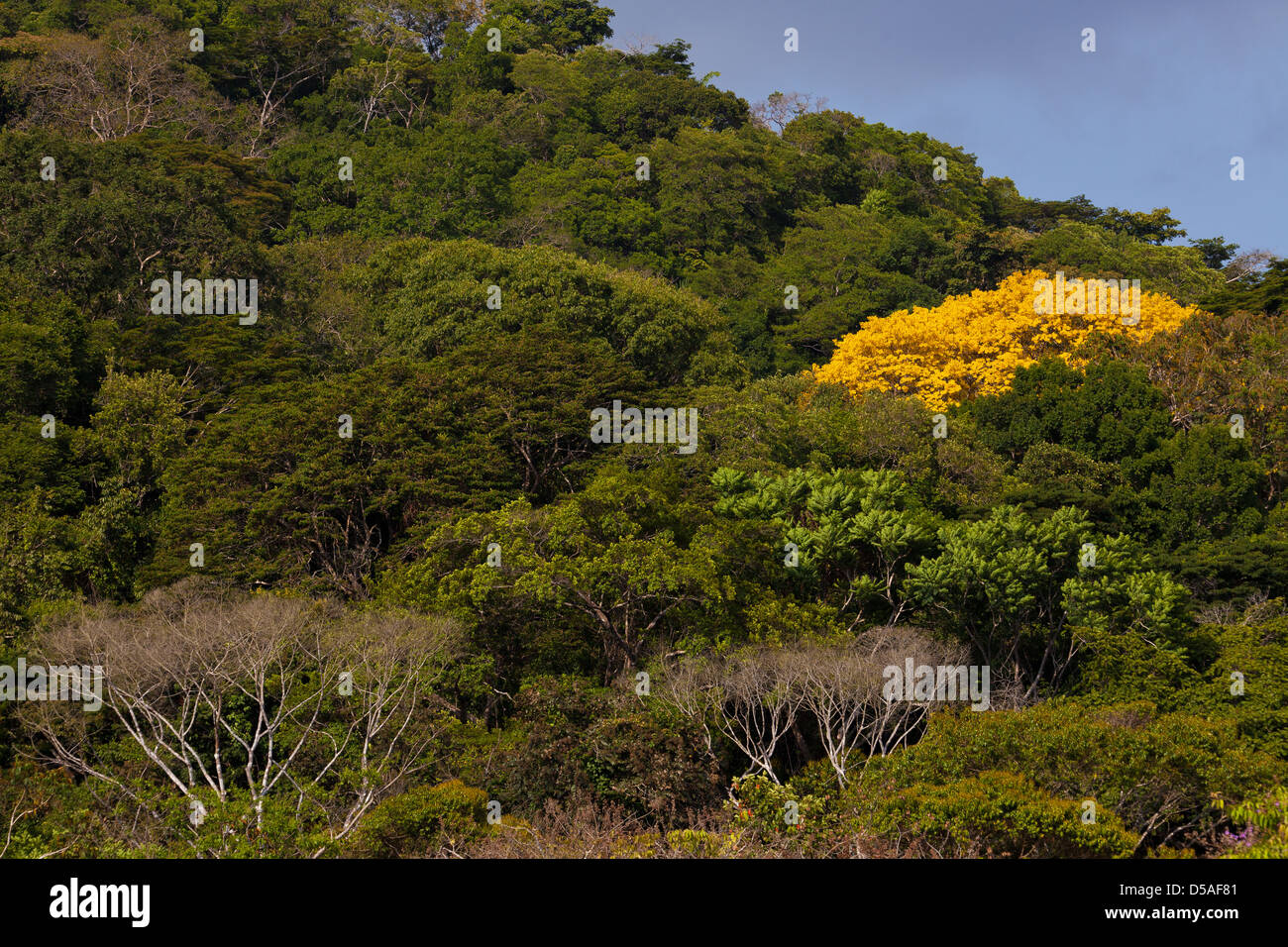 Gold Tree (Guayacan) sci,name; Tabebuia guayacan, in Soberania national park, Panama province, Republic of Panama. Stock Photo