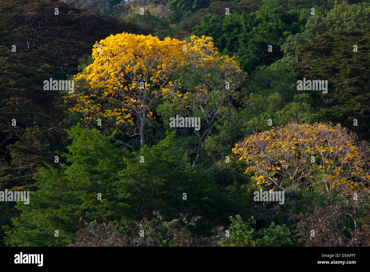 Yellow Gold Trees (Guayacan) sci,name; Tabebuia guayacan, in the rainforest of Soberania national park, Panama province, Republic of Panama. Stock Photo