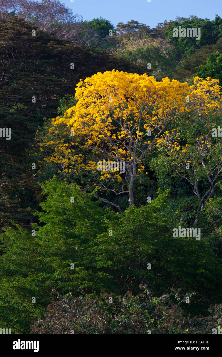 Flowering Gold Trees (Guayacan) sci,name; Tabebuia guayacan, in Soberania national park, Panama province, Republic of Panama. Stock Photo