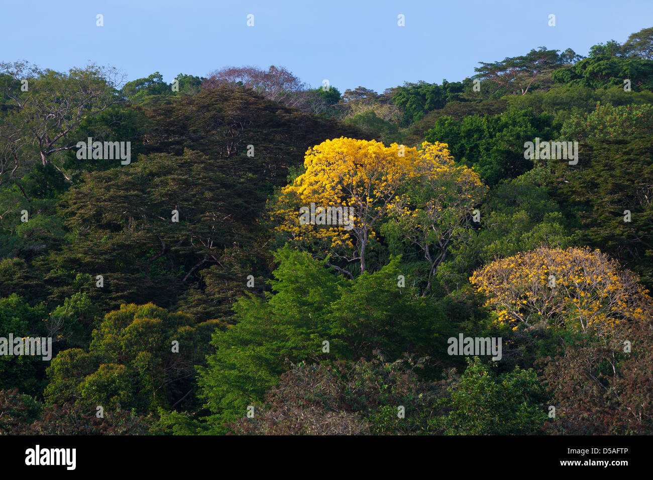 Gold Trees (Guayacan) sci,name; Tabebuia guayacan, in Soberania national park, Panama province, Republic of Panama. Stock Photo