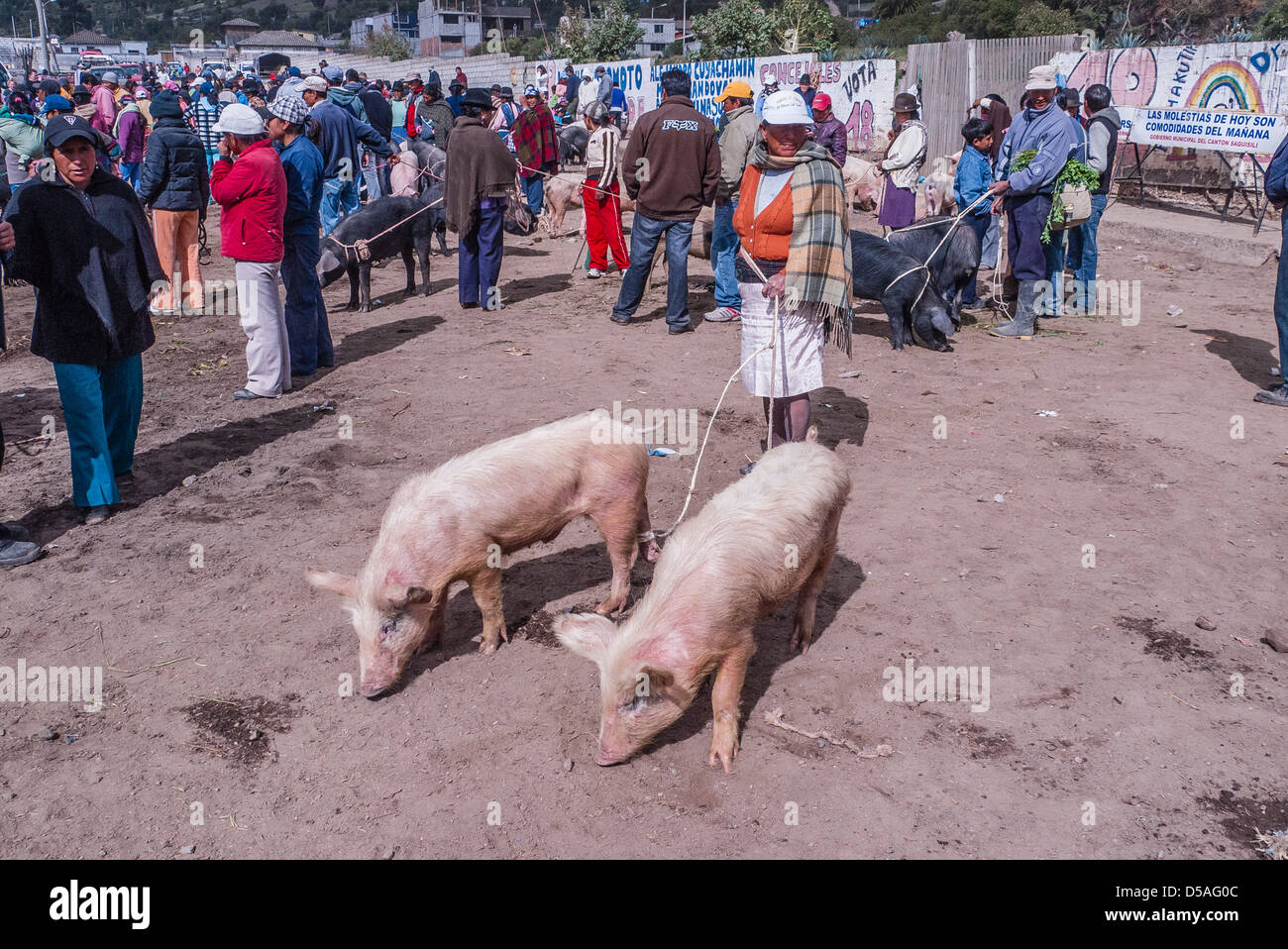 An Ecuadorian woman holds two pigs on a leash that she intends to sell at the weekly and colorful animal market in Ecuador. Stock Photo