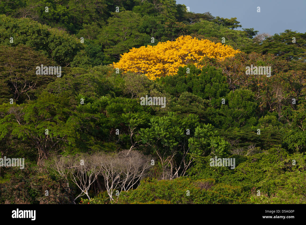 Gold Tree (Guayacan) sci,name; Tabebuia guayacan, in Soberania national park, Panama province, Republic of Panama. Stock Photo