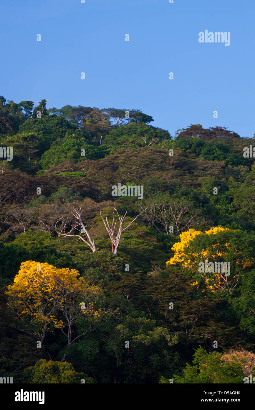 Gold Trees (Guayacan) sci.name; Tabebuia guayacan, in Soberania national park, Panama province, Republic of Panama. Stock Photo