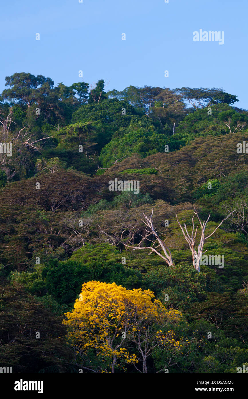 Yellow Gold Tree (Guayacan) sci,name; Tabebuia guayacan, in Soberania national park, Panama province, Republic of Panama. Stock Photo