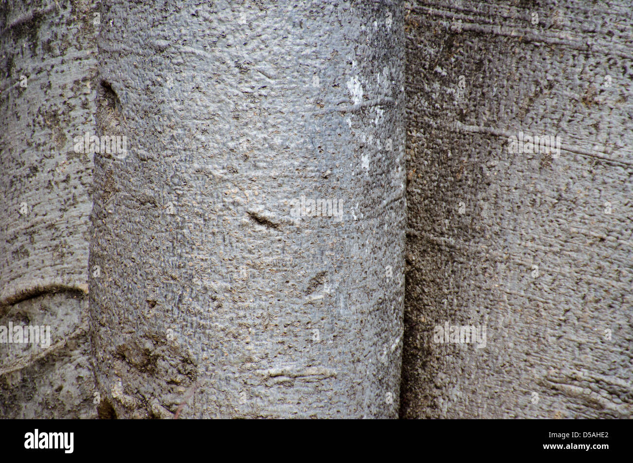 Natural background featuring the close up bark of the baobab trees of Africa's Madagascar rain forests Stock Photo
