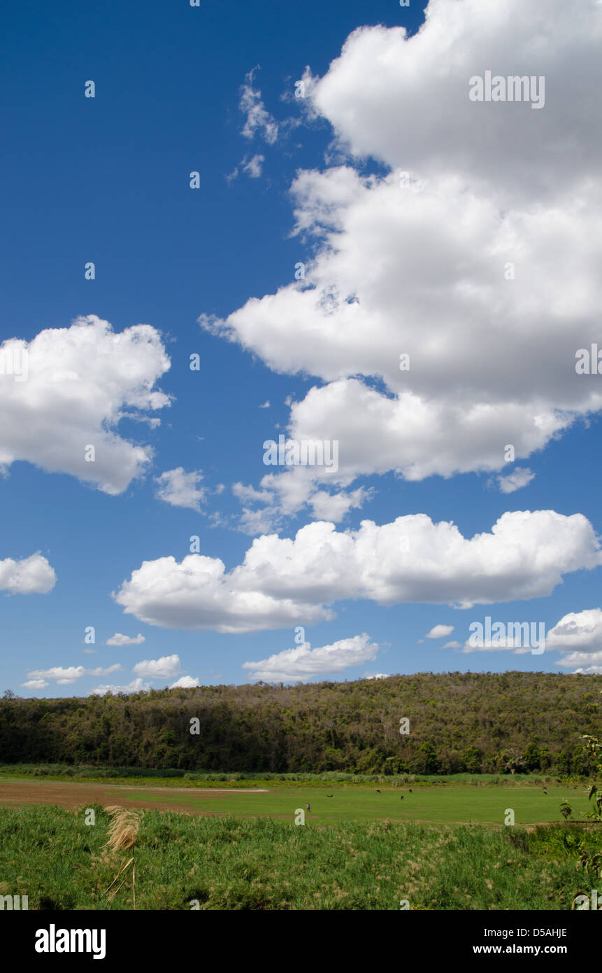 Green grasslands with forest and bright blue sky dotted with white puffy clouds in Ankarafantsika in Madagascar, Africa Stock Photo