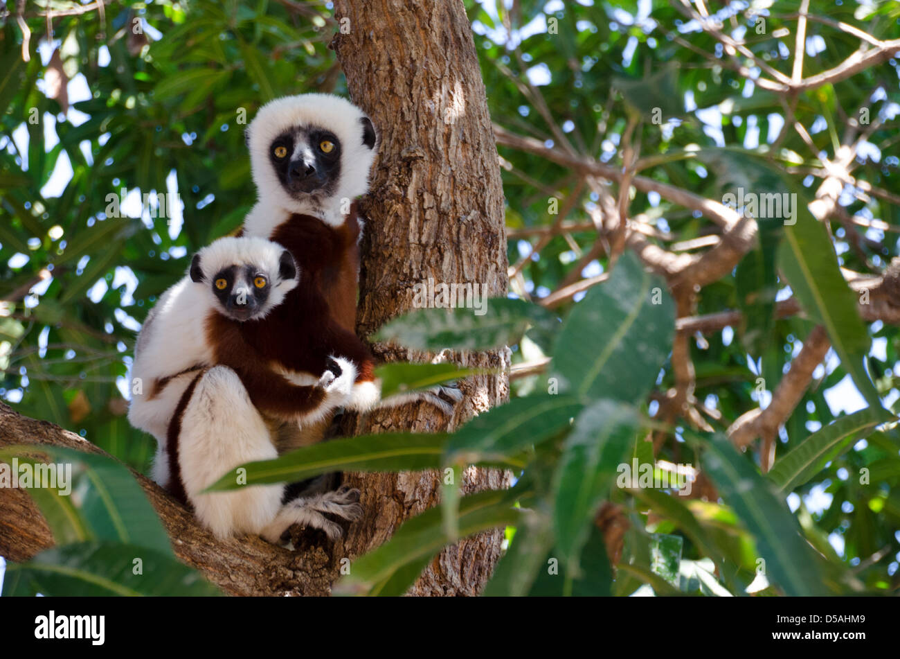 Coquerel's sifaka lemur with baby clinging onto a tree in Ankarafantsika National Park in western Madagascar Stock Photo