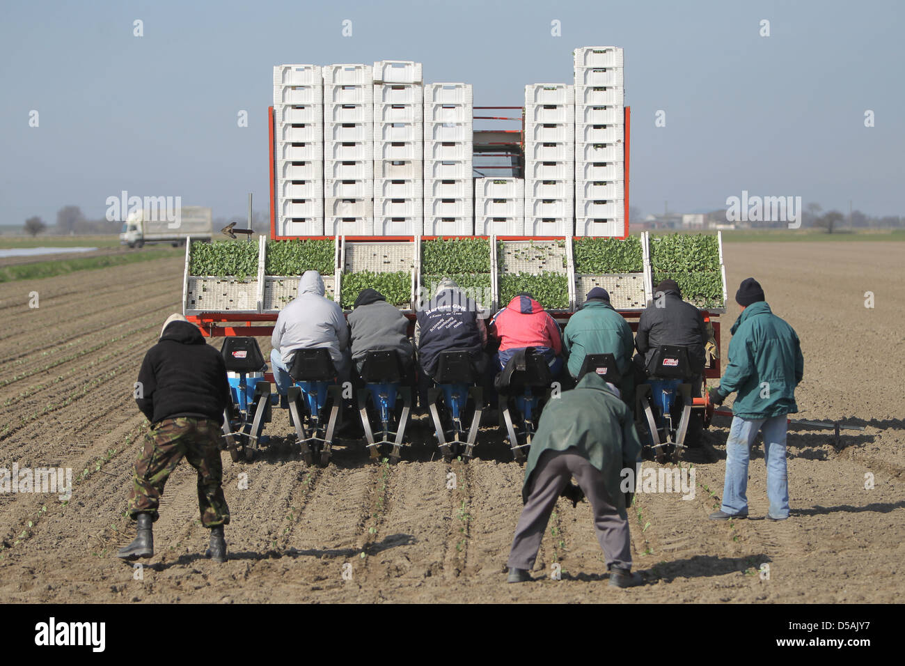 Wesselburenerkoog, Germany, Kohlaussat: with a ride-planting machine is cauliflower brought into the earth Stock Photo