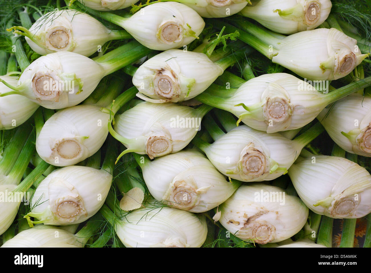 Pile of Fennel at the farmers market Stock Photo
