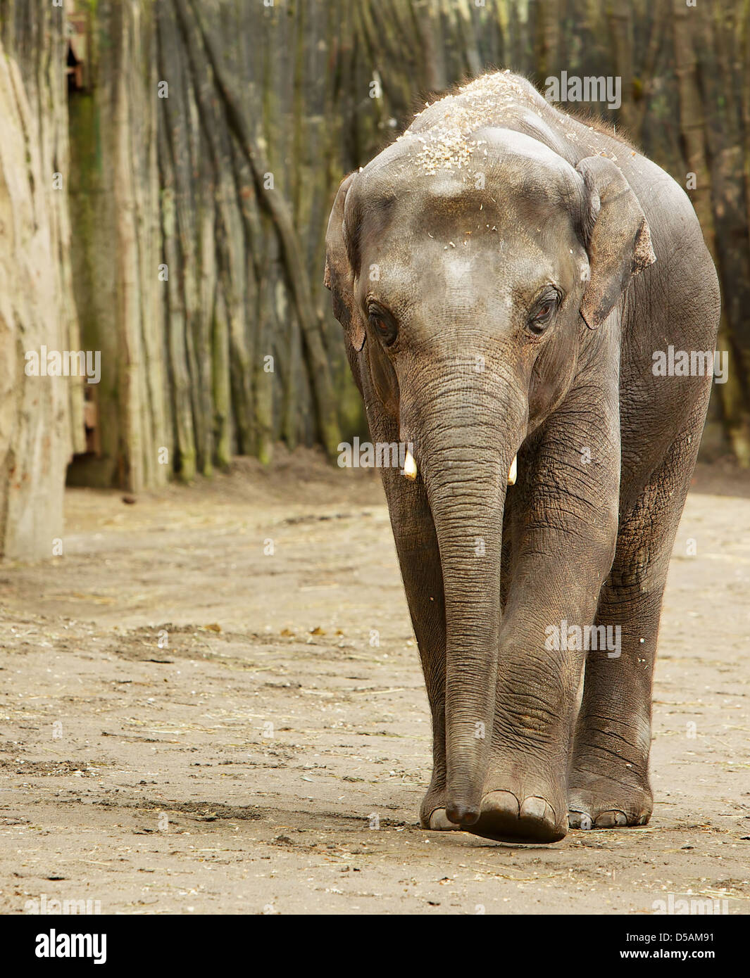 Adult Elephant walking towards camera with wood wall in background Stock Photo