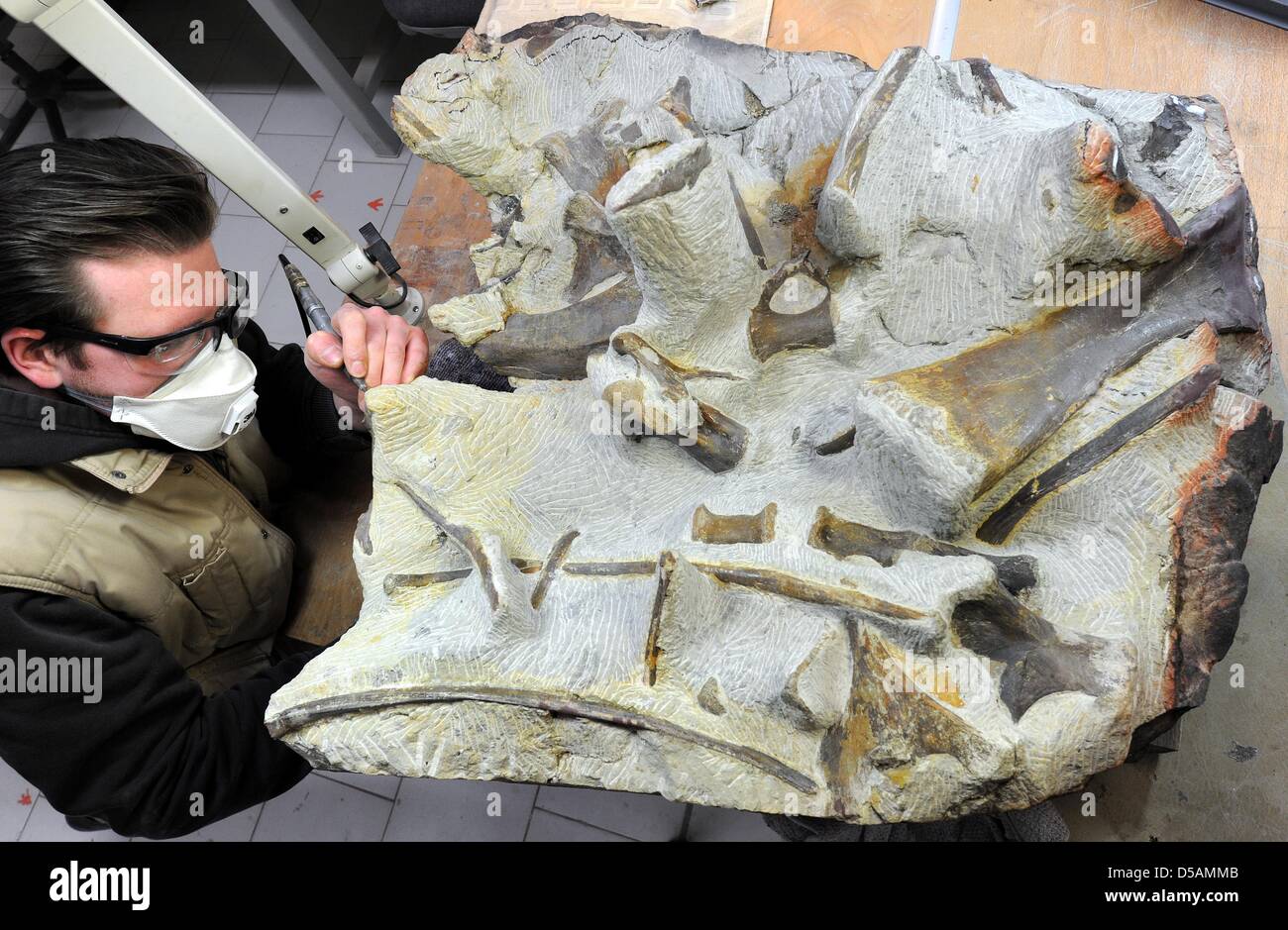 Europasaurus hires stock photography and images Alamy