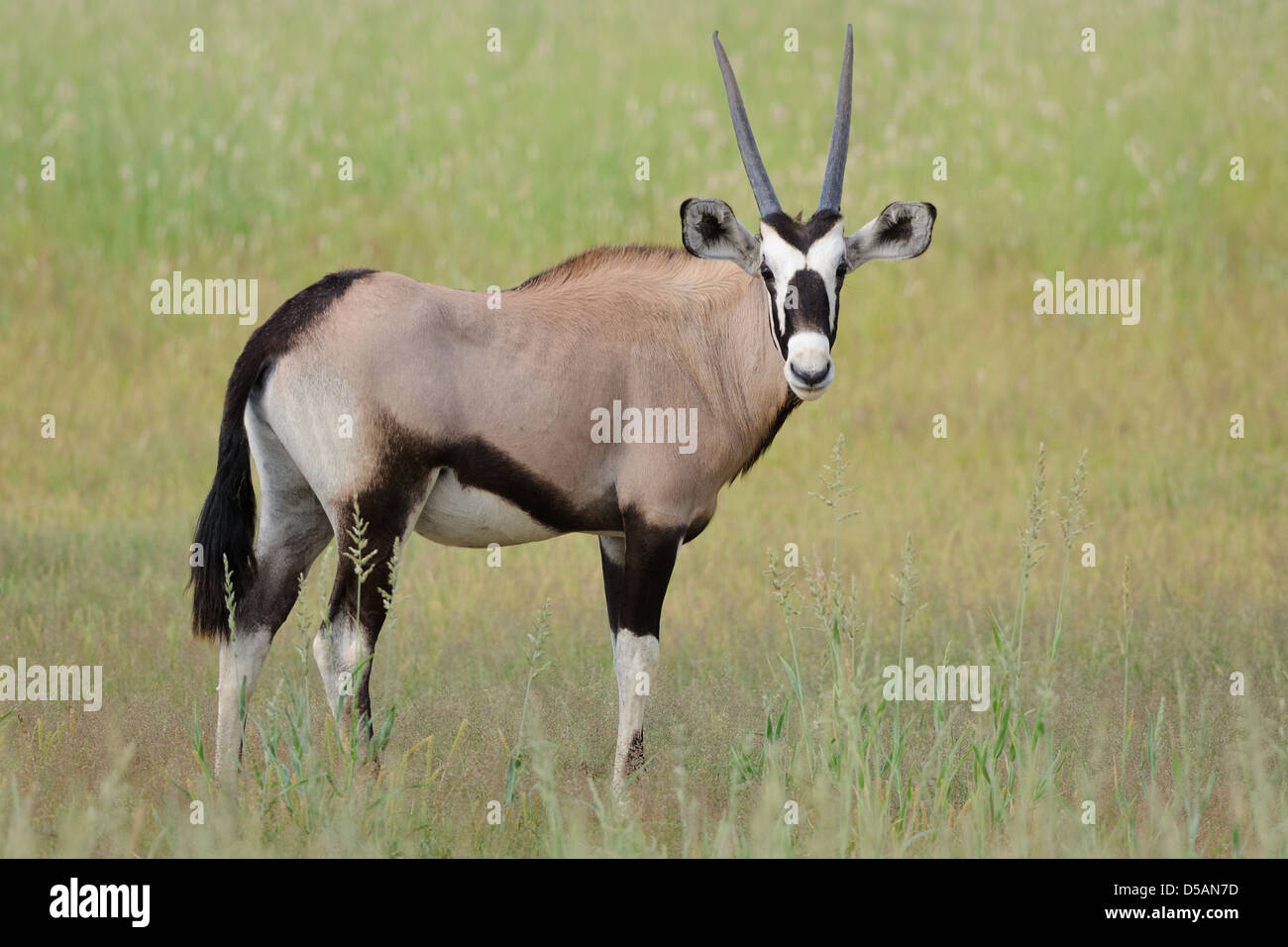 Young gemsbok (Oryx gazella) standing in the grassland, Kgalagadi Transfrontier Park, Northern Cape, South Africa, Africa Stock Photo