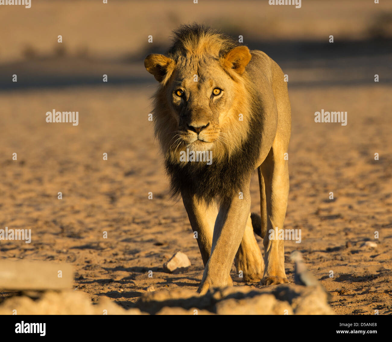 lion  black mane at waterhole Stock Photo