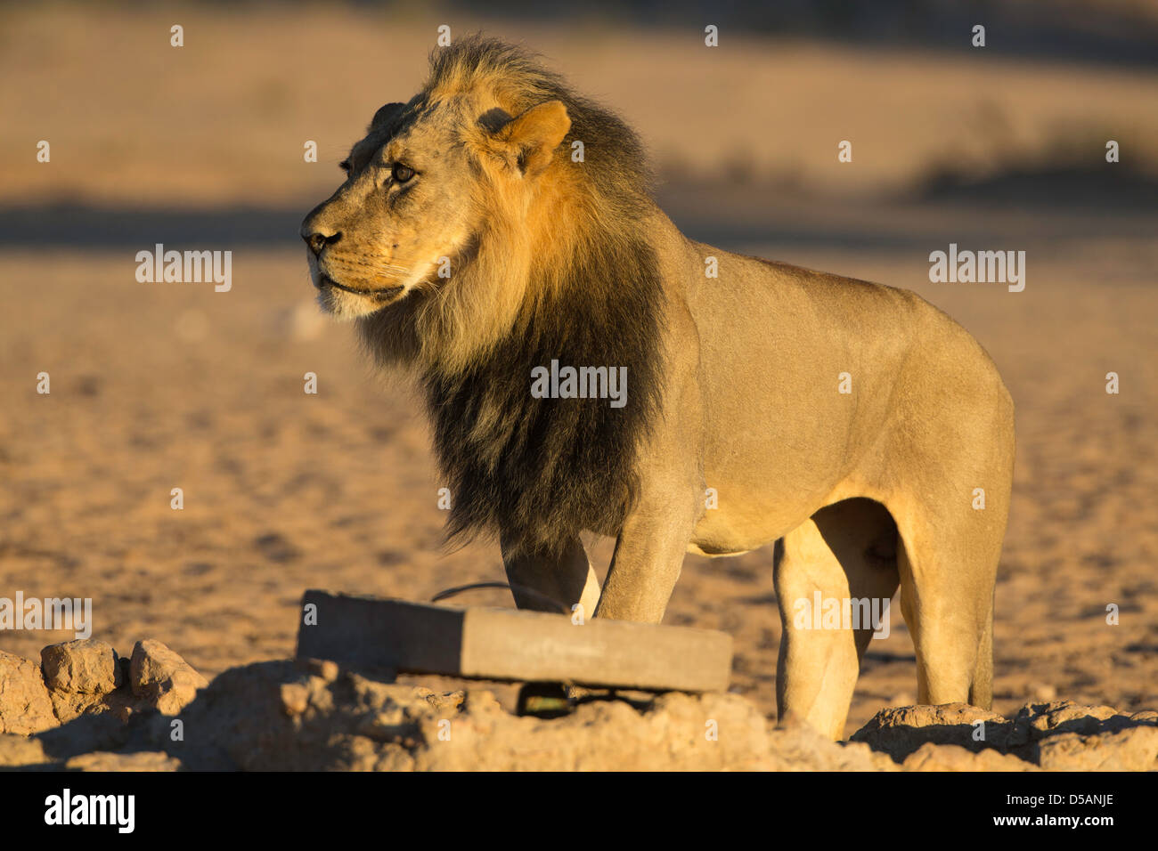 lion black mane at waterhole Stock Photo