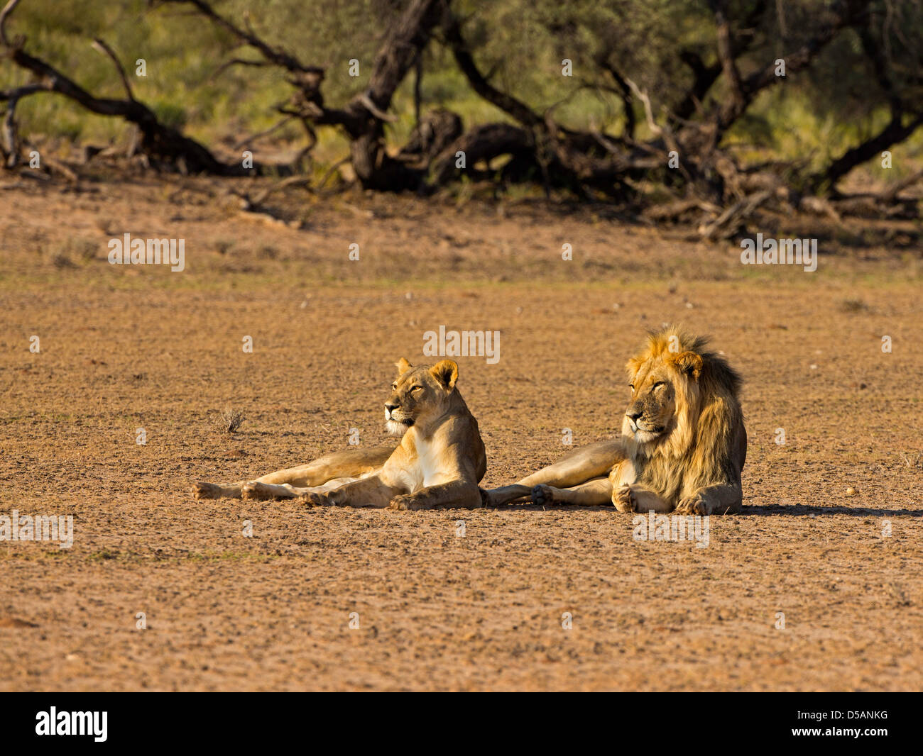 lion mating resting Stock Photo - Alamy