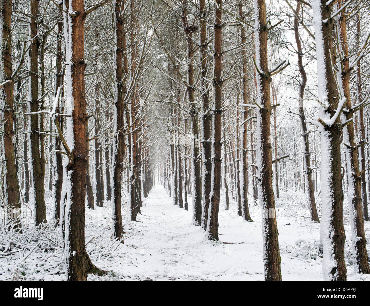 Winter snow covered pine tree pathway. Oakley woods, Warwickshire, England Stock Photo