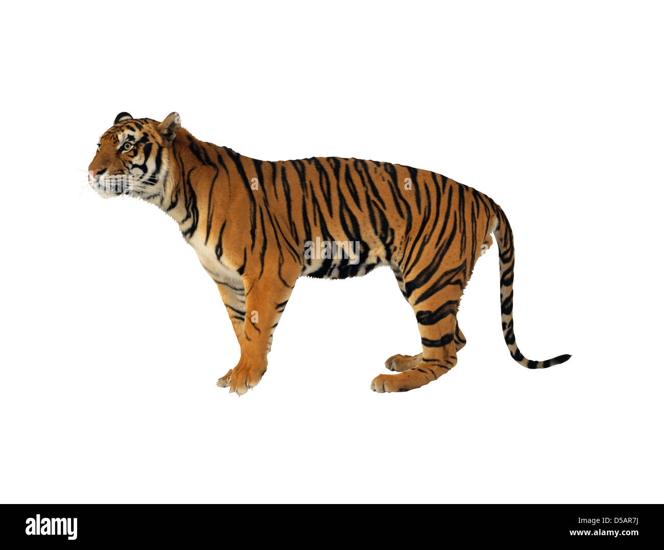 тигр животное для детей. тигр животное для детей. мазандаранский тигр. тигр рисунок. тигр животное для детей.