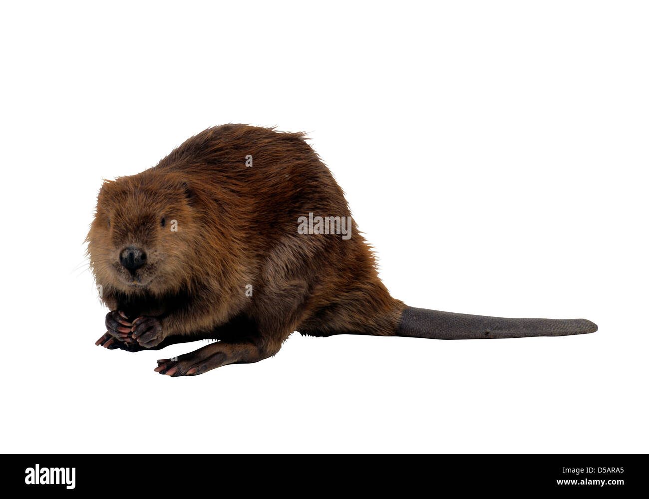Wild Beaver Stock Photo