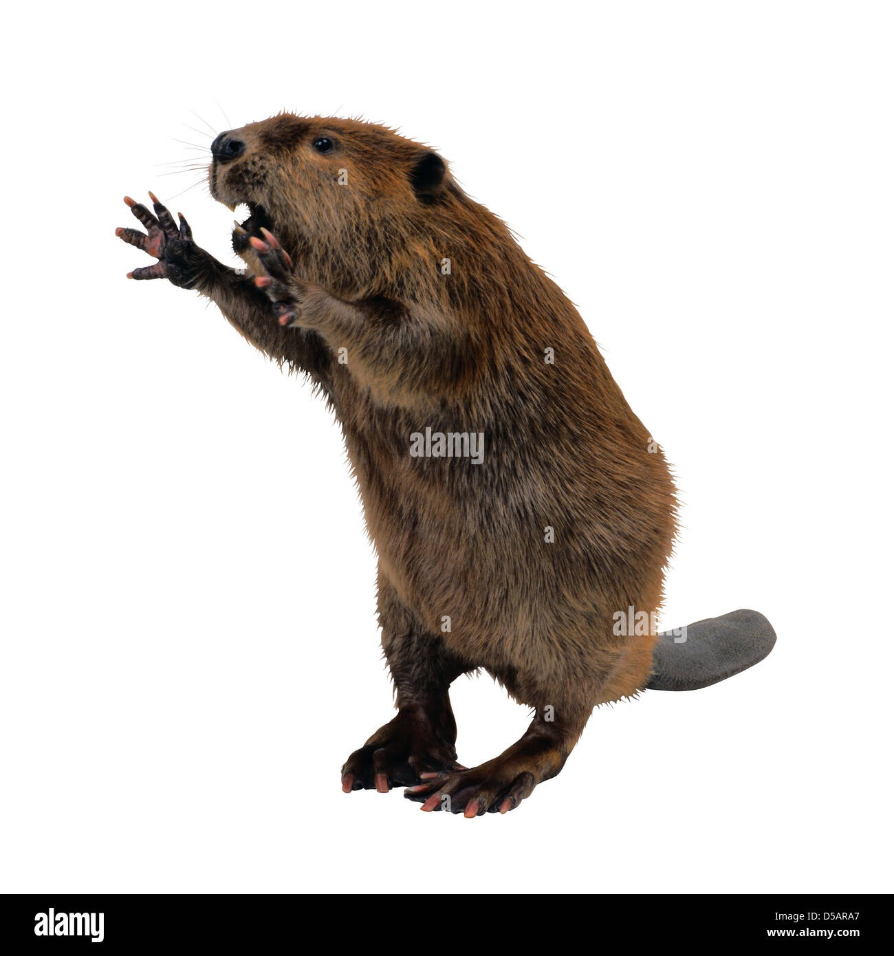 Wild Beaver Stock Photo