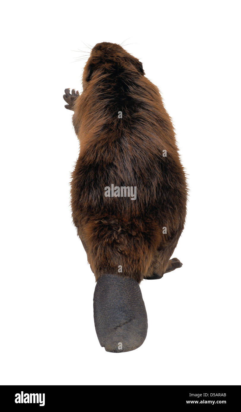 Wild Beaver Stock Photo