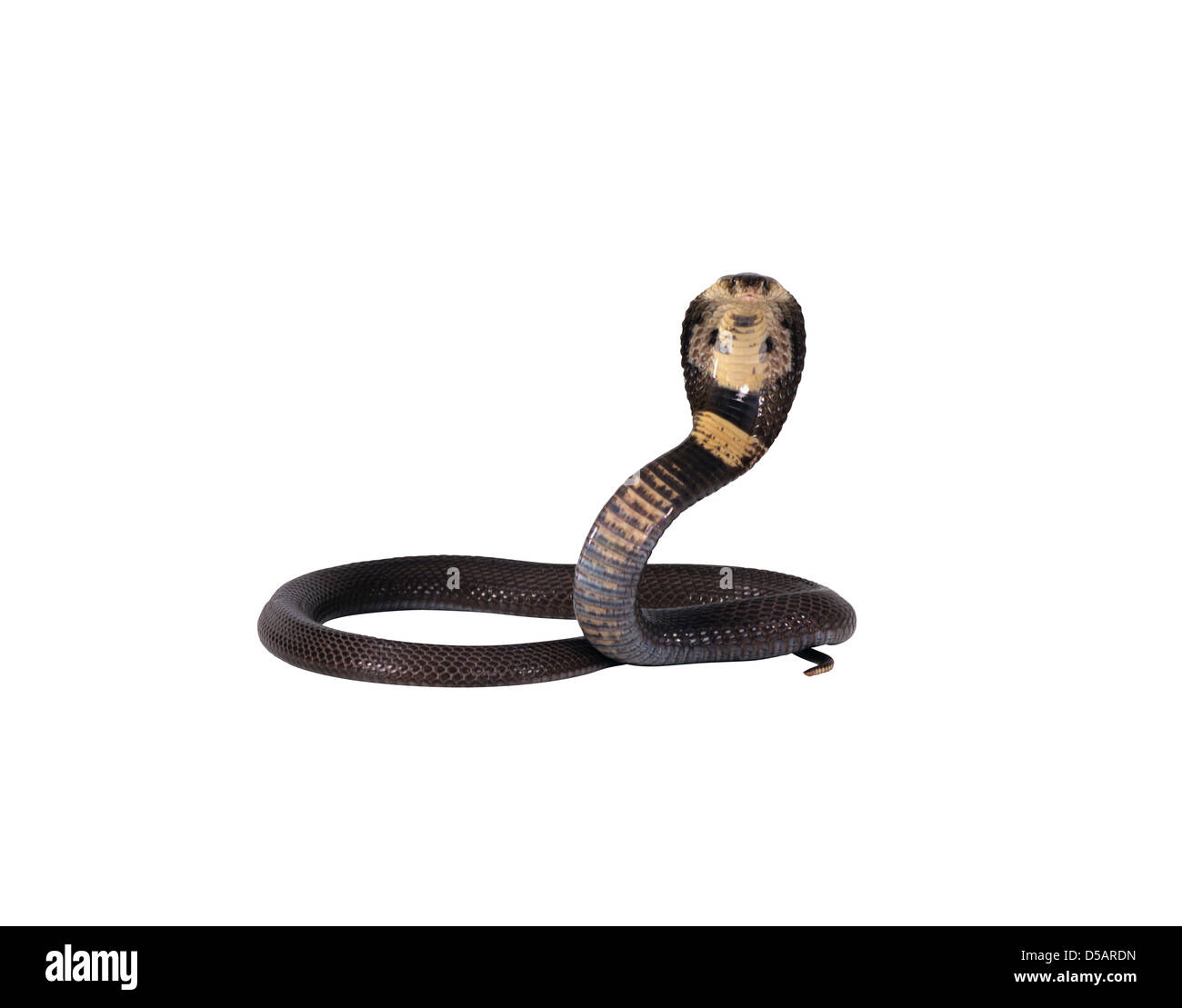 Cobra snake cut out hi-res stock photography and images - Alamy