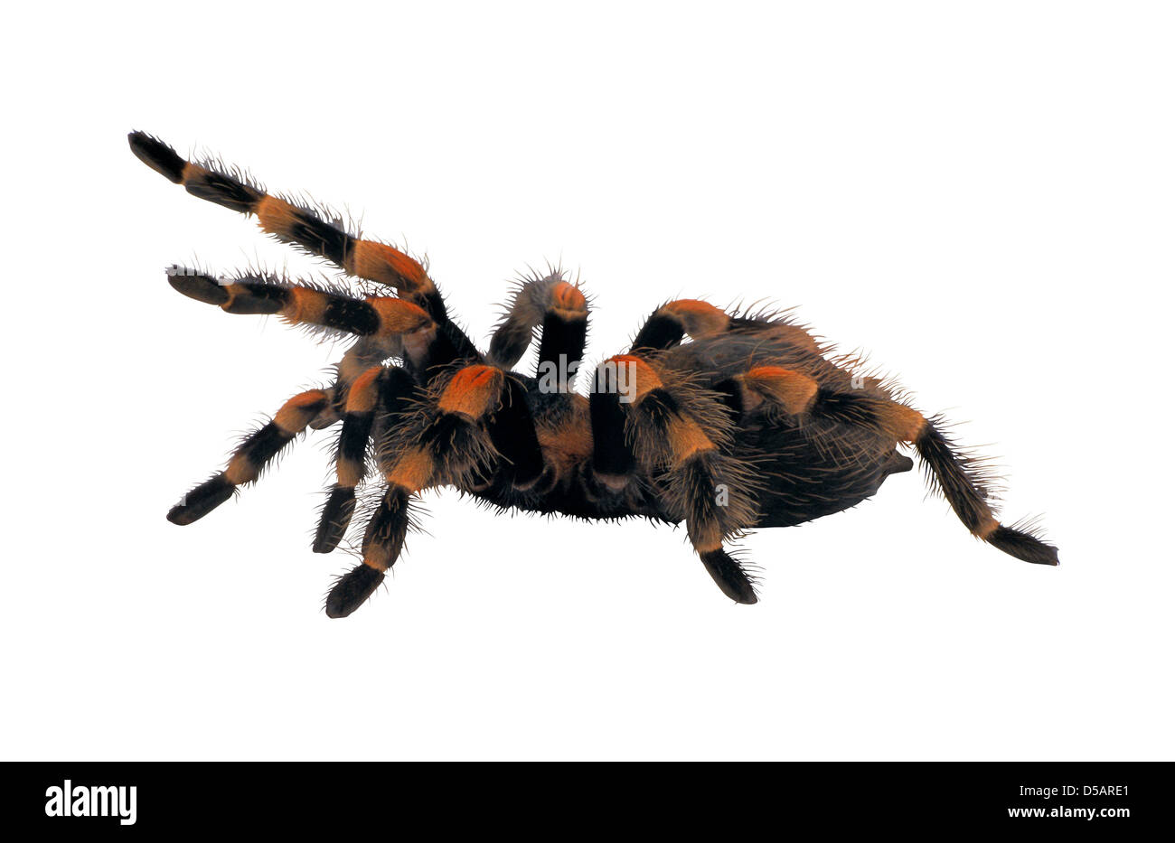 Mexican redknee tarantula Stock Photo