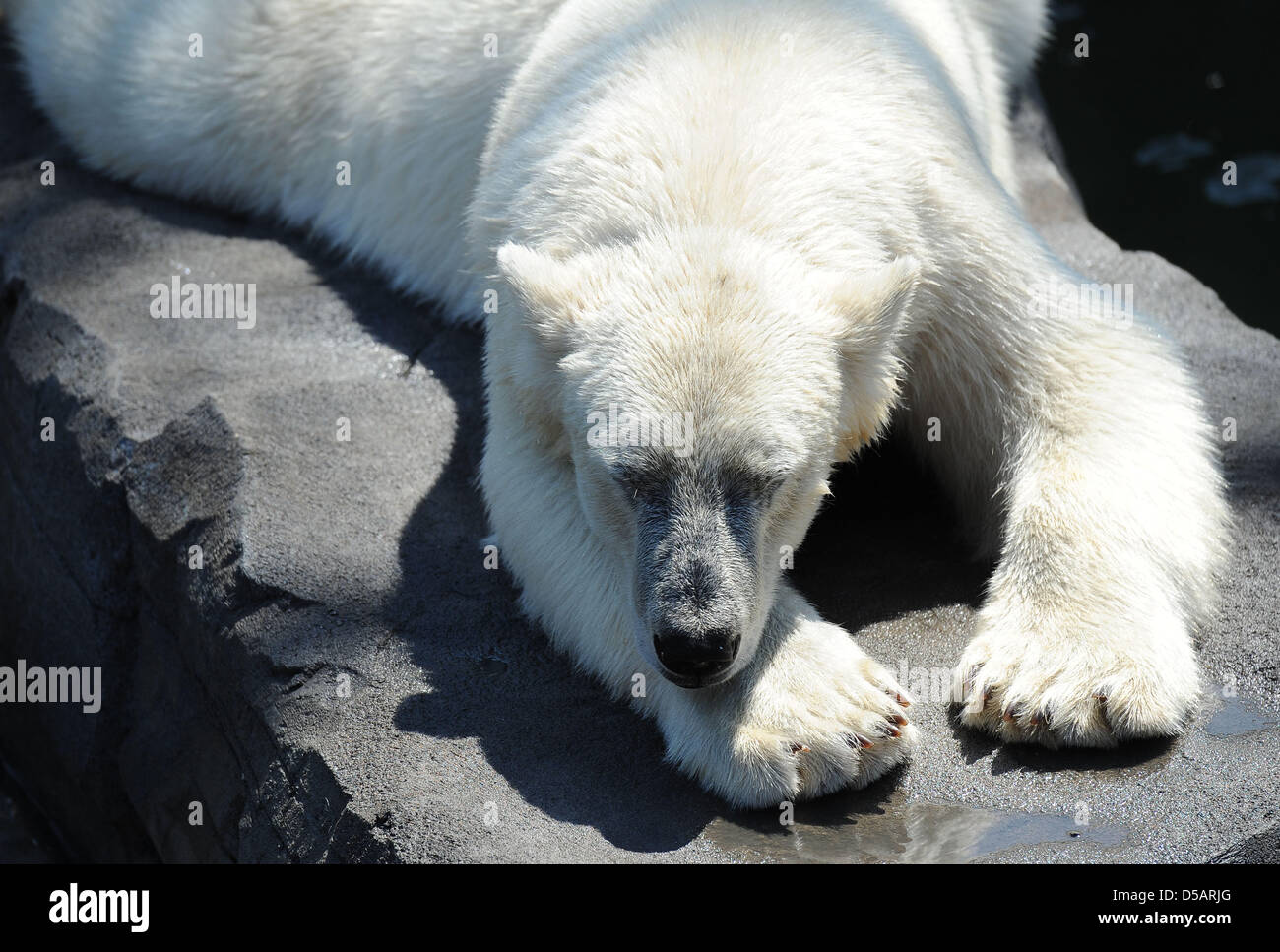 Polar bear sprinter enjoys the sun and temperatures of about 30 degrees Celsius in the Hanover Zoo in Germany, 09 July 2010. Meteorologists predict continuting hot summer weather with temperatures of up to 38 degrees Celsius. Photo: Peter Steffen Stock Photo