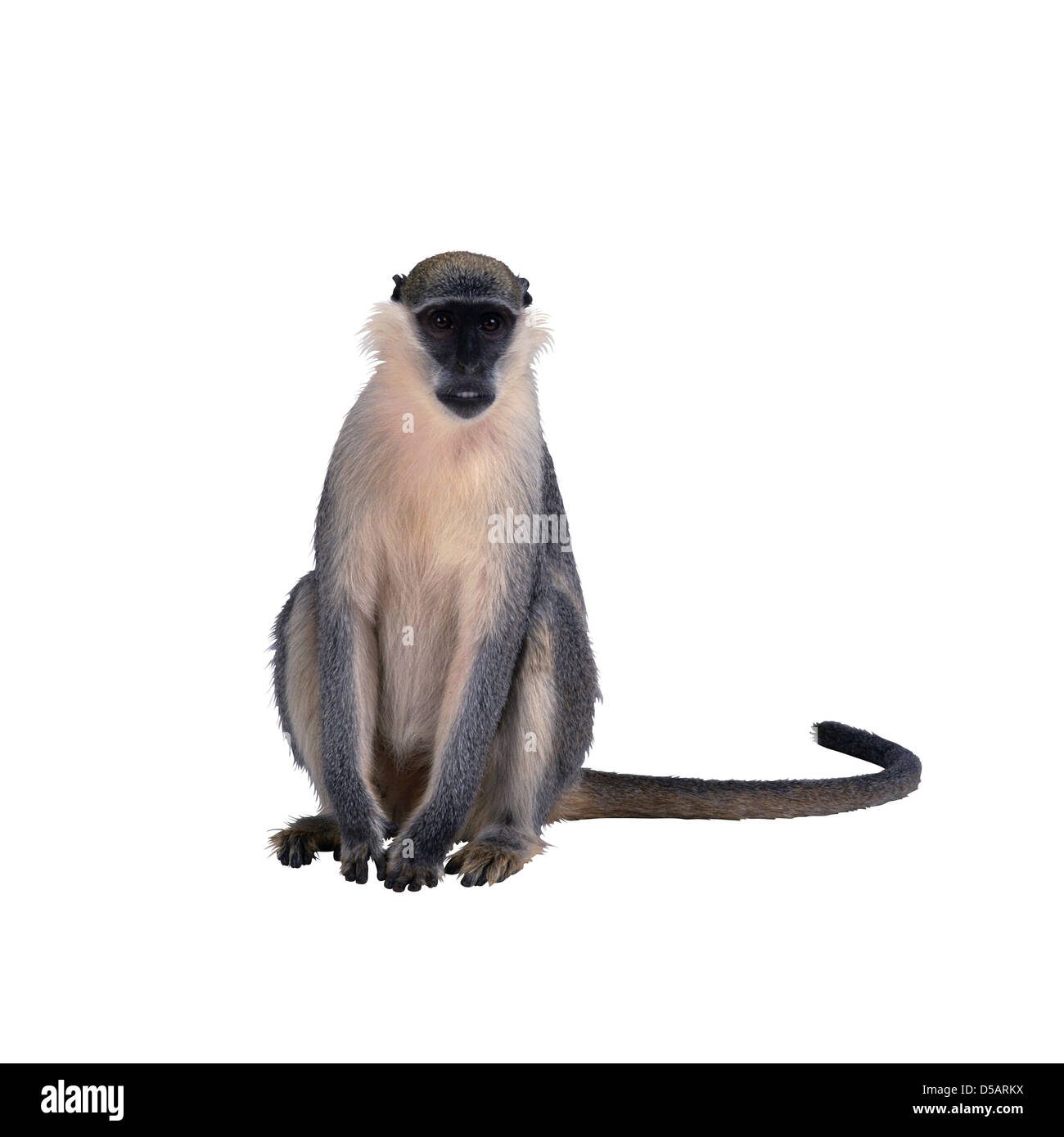 Monkey on the white background Stock Photo - Alamy