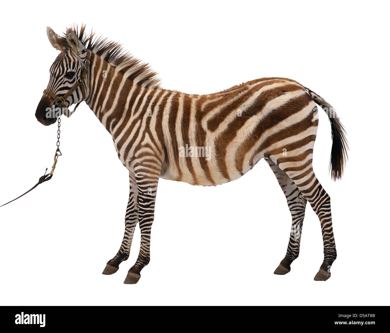 Endangered zebra Cut Out Stock Images & Pictures Alamy