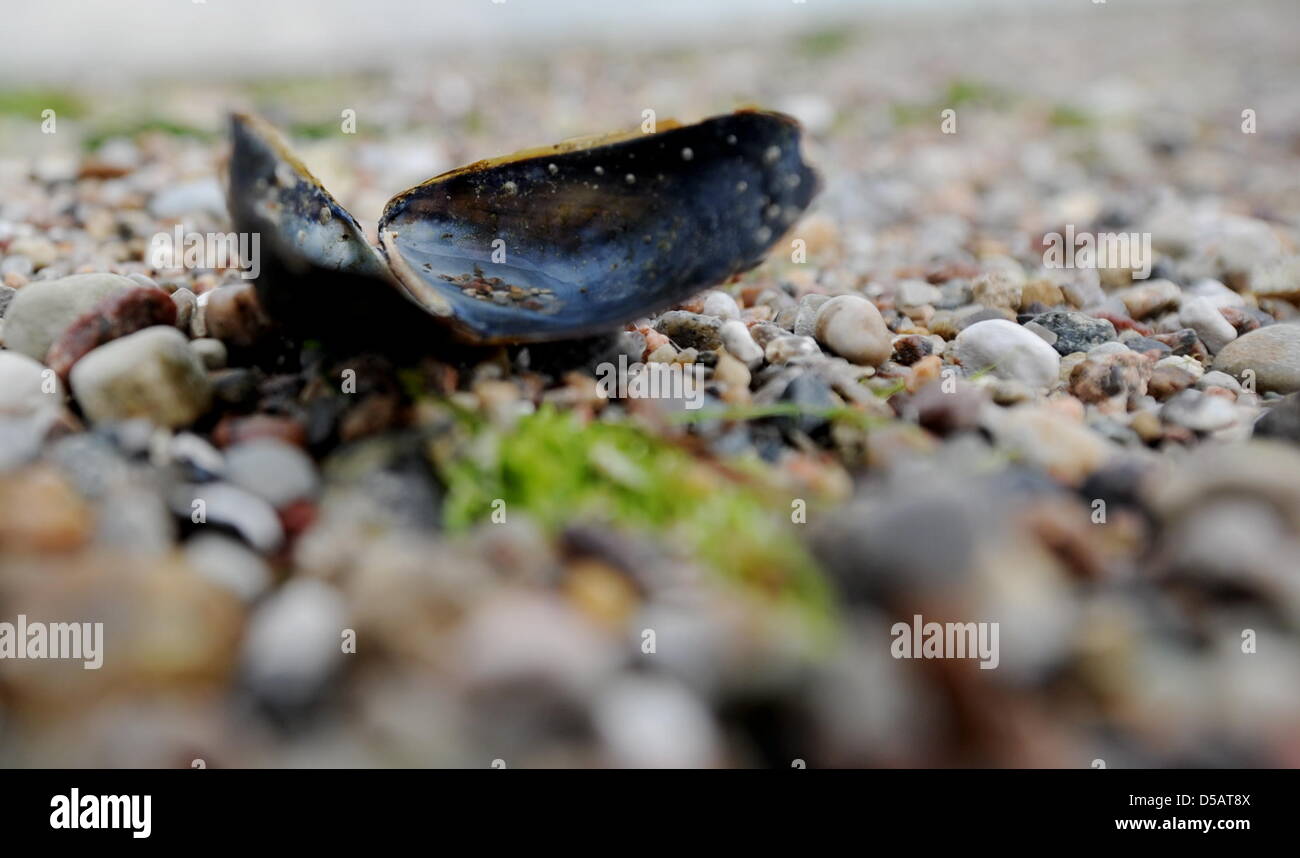 A clam at the beach in Friedrichsort, Germany, 13 July 2010. Photo: Angelika Warmuth Stock Photo