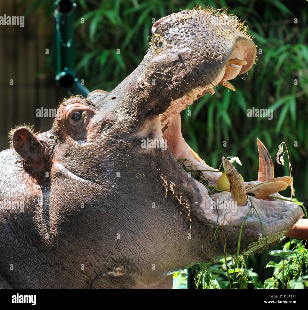 Hippo in the water at the zoo of Frankfurt Main, Germany, 13 July 2010. Photo: Boris Roessler Stock Photo