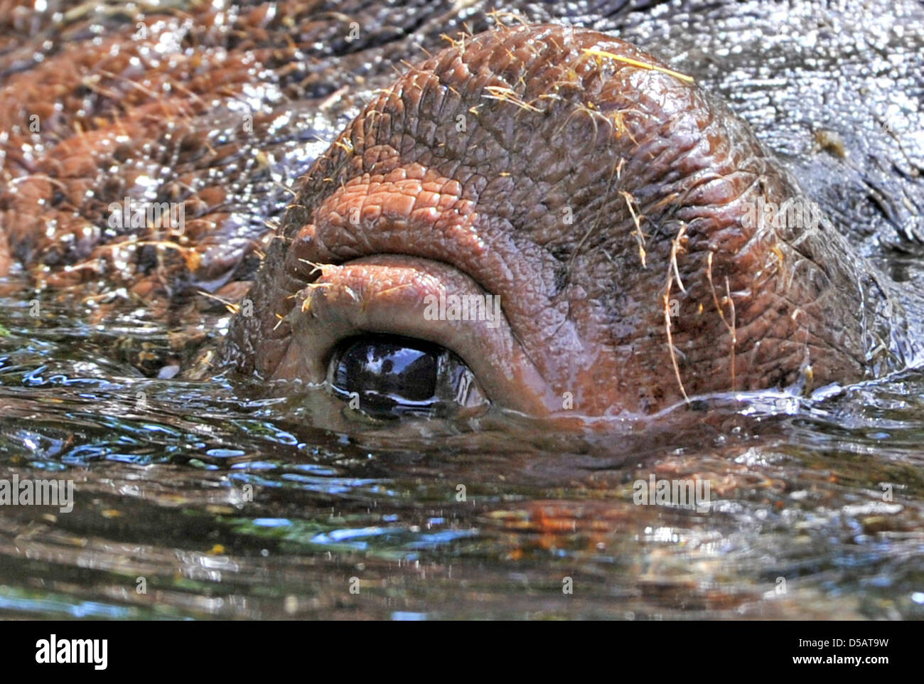 Hippo in the water at the zoo of Frankfurt Main, Germany, 13 July 2010. Photo: Boris Roessler Stock Photo