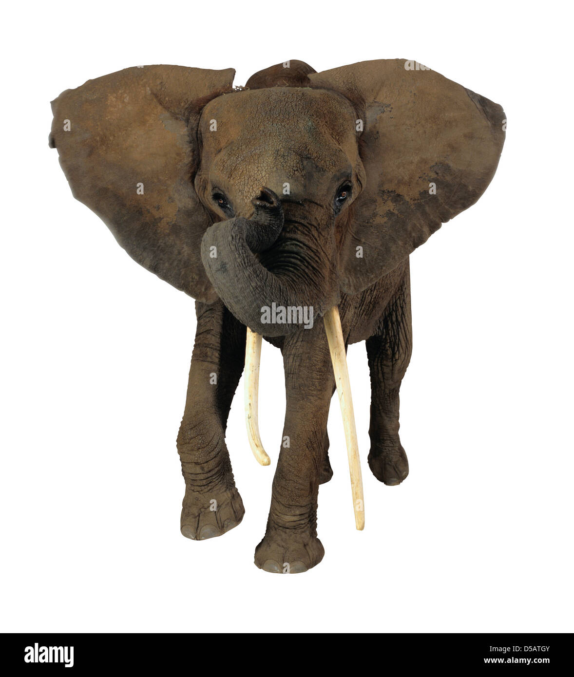Elephant isolated on white Stock Photo - Alamy