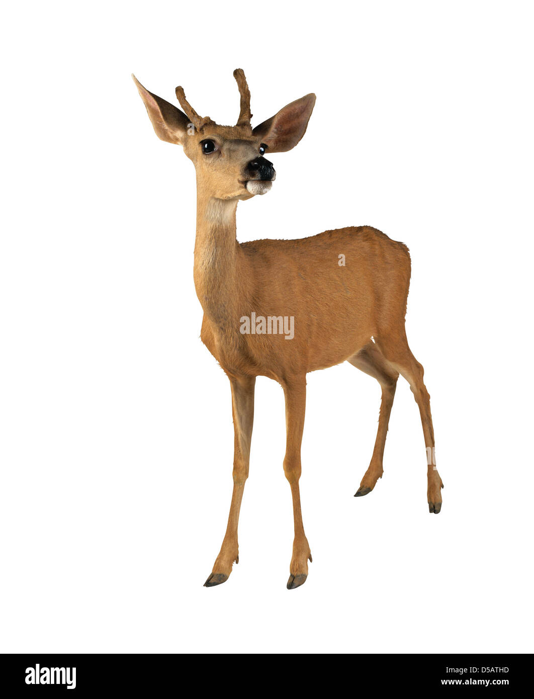 Deer Stock Photo