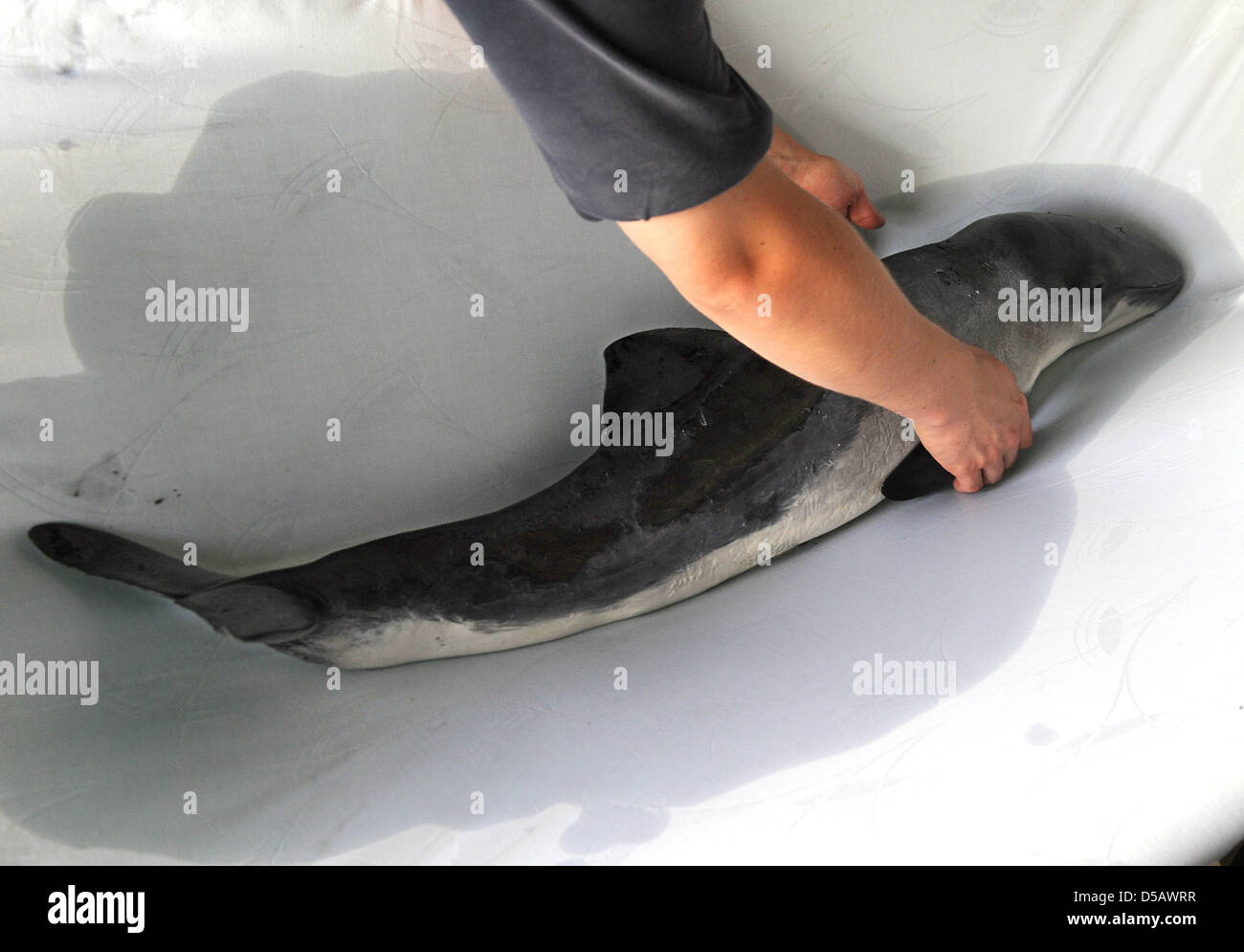 Keepers transport a young harbour porpoise to the seal breeding centre in Norddeich, Germany, 20 July 2010. After several days of drifting in the harbour, the sick animal could be captured. Photo: Ingo Wagner Stock Photo