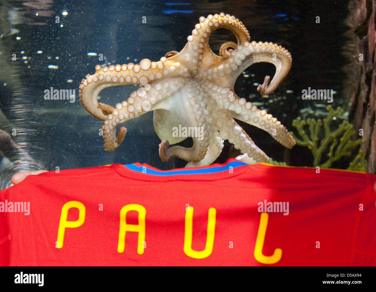 A spanish national team jersey is held up before Paul the octopus's tank at the Sea Life Center in Oberhausen, Germany, 22 July 2010. The octopus had been declared 'favorite friend of the city' earlier by a delegation from the Spanish city of Carballino. Paul had guessed correctly the outcomes of all German games and predicted Spain's victory in the soccer World Cup final. Photo: B Stock Photo