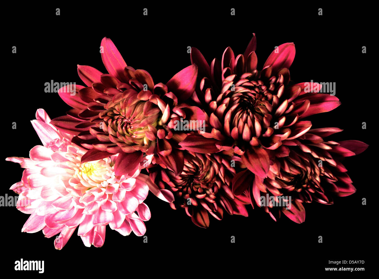 GROUP OF RED AND PINK FLOWERS Stock Photo Alamy