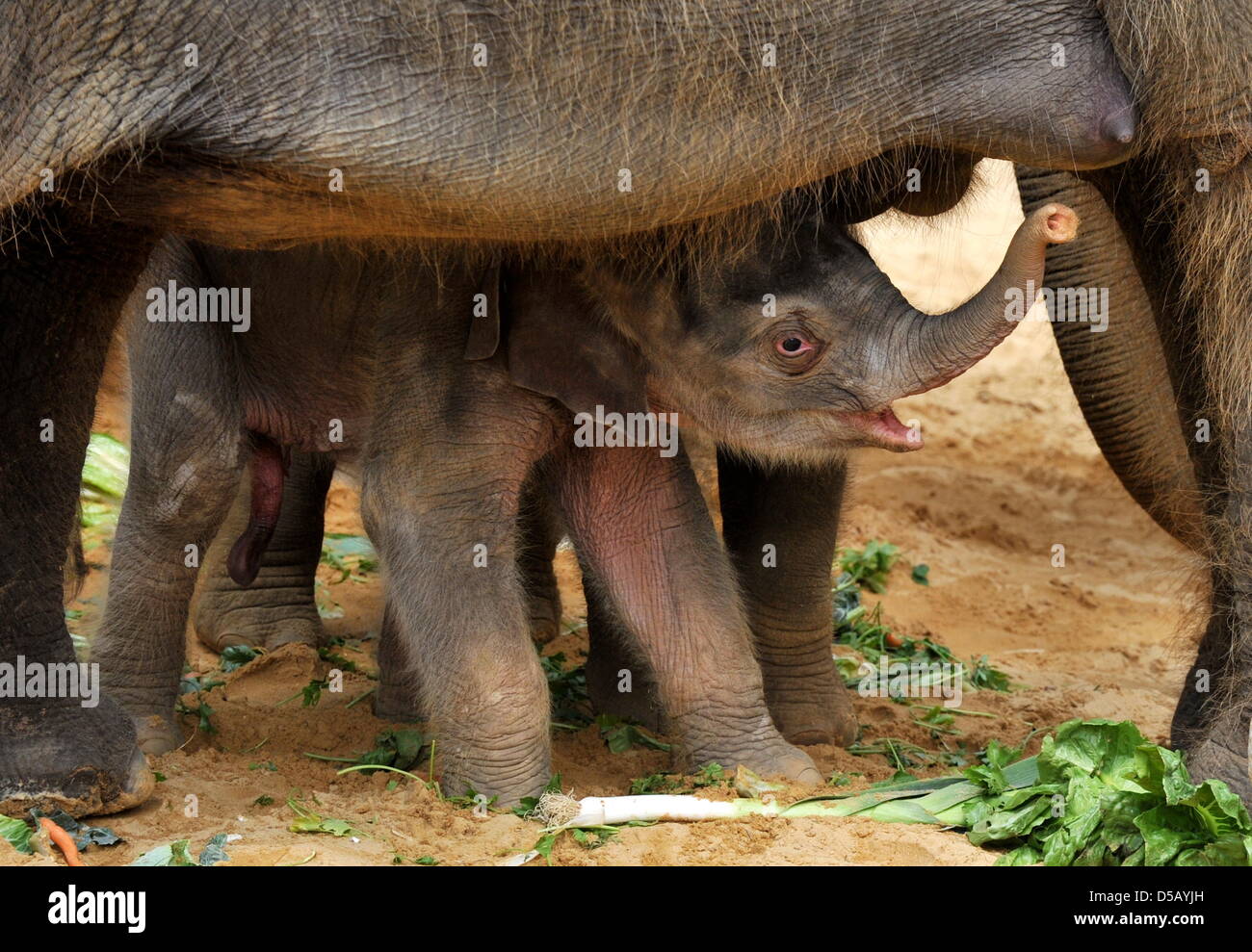 Protected by its mother Califa, the yet unnamed new baby elephant explores the grounds at the zoo iN Hanover, Germany, 27 July 2010. It is the third baby elephant after Saphira (born 07 May 2010) and Nuka (born 11 May 2010) this year at the zoo. Photo: JOCHEN LUEBKE Stock Photo