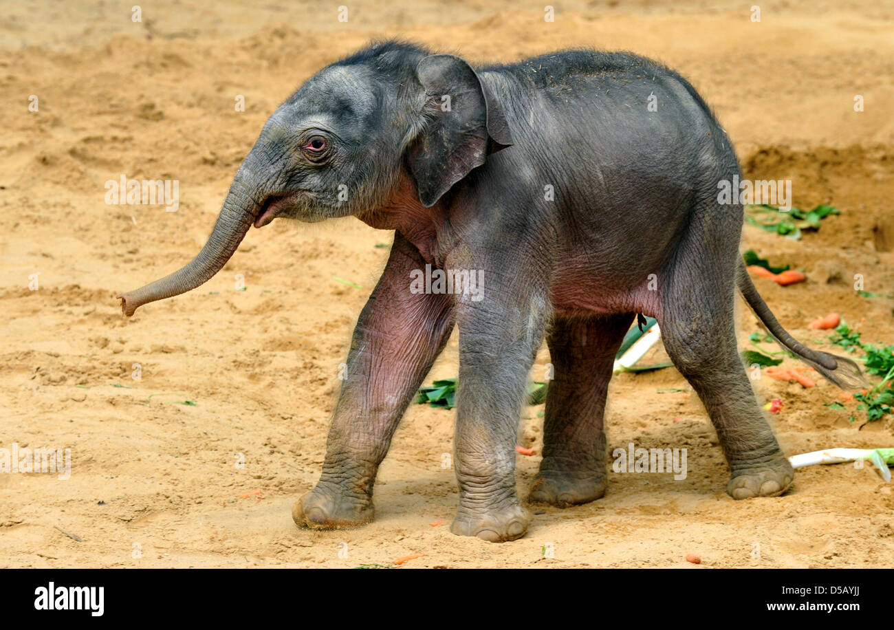 Protected by its mother Califa, the yet unnamed new baby elephant explores the grounds at the zoo in Hanover, Germany, 27 July 2010. It is the third baby elephant after Saphira (born 07 May 2010) and Nuka (born 11 May 2010) this year at the zoo. Photo: JOCHEN LUEBKE Stock Photo
