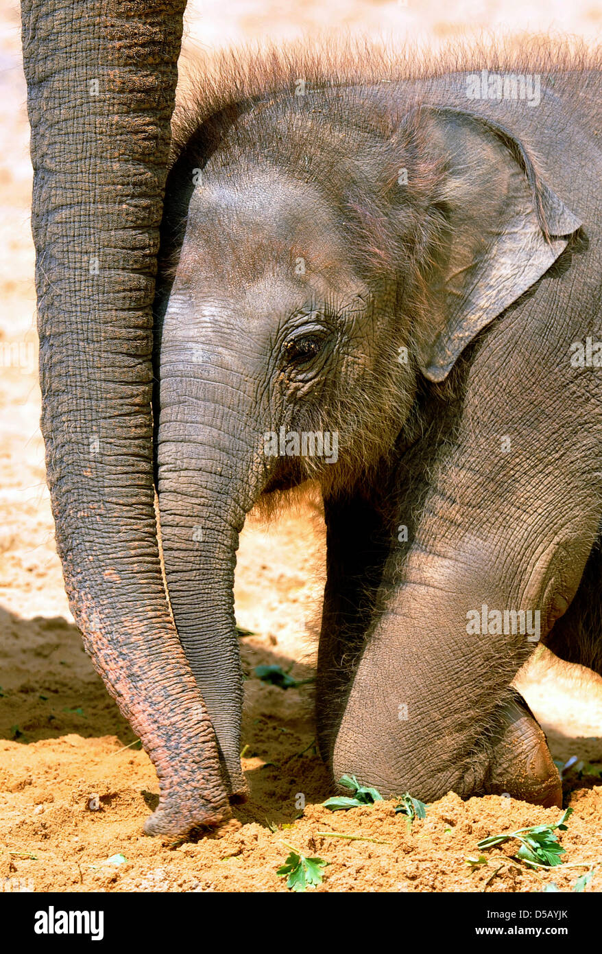 Protected by its mother Califa, the yet unnamed new baby elephant explores the grounds at the zoo in Hanover, Germany, 27 July 2010. It is the third baby elephant after Saphira (born 07 May 2010) and Nuka (born 11 May 2010) this year at the zoo. Photo: JOCHEN LUEBKE Stock Photo
