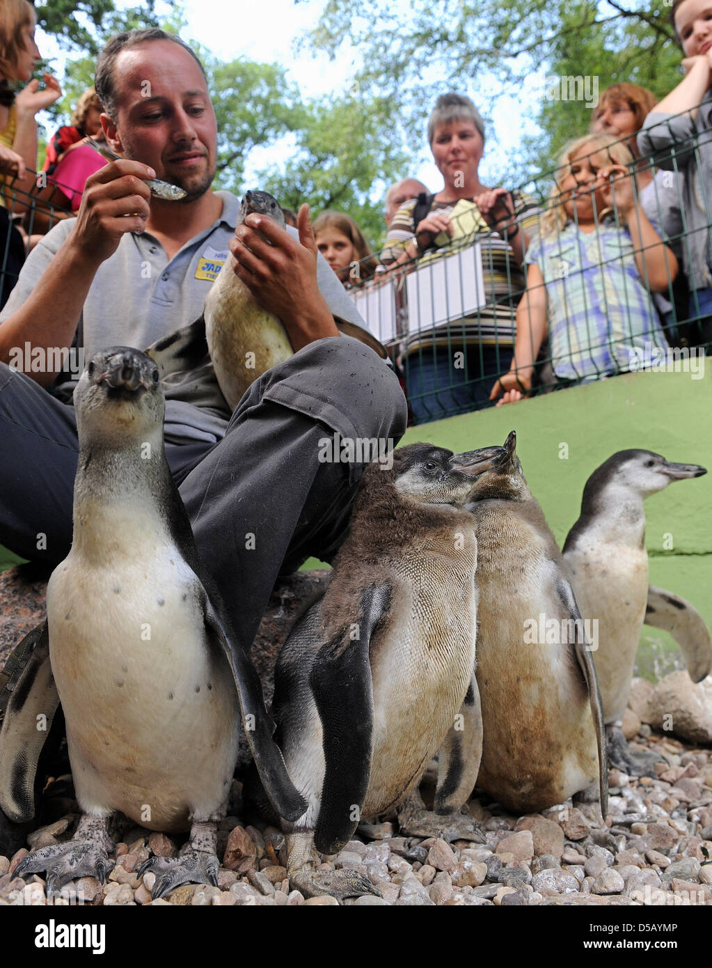 Zoo keeper Nils Popken feeds five baby penguins with herrings at the