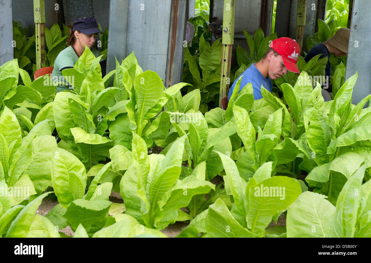 romanian tobacco Old Packs of Carpai Cigarettes Editorial Image A Romanian seasonal worker for