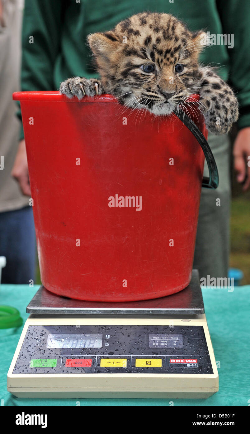 Without protest, an Amur leopard baby endures the medical checkup of veterinary surgeon Sandra Langguth at the Zoo Leipig, Germany, 29 July 2010. The female leopard was born on 24 June 2010, it grows as expected and at the moment it weighs 2835 grams. Only 44 Amur leopards still live in the wild. Regarding these numbers, the East Siberian species is gravely endangered. Photo: Hendr Stock Photo