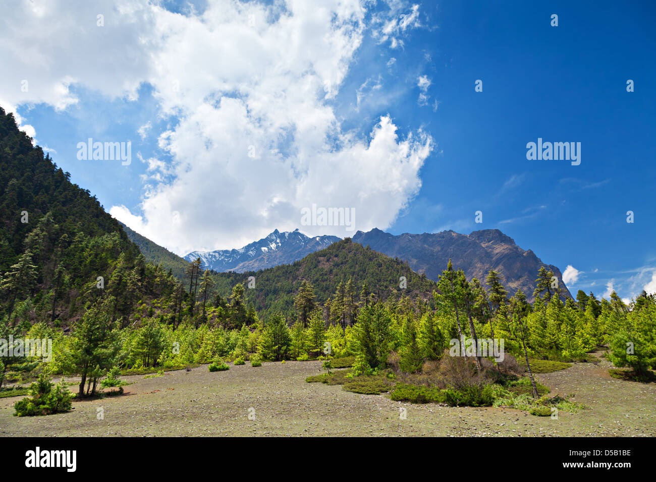 Pine forest in Annapurna trek, Himalaya, Nepal Stock Photo - Alamy
